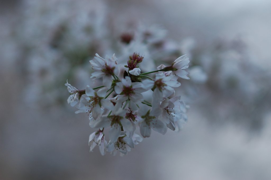 ほろ酔い桜