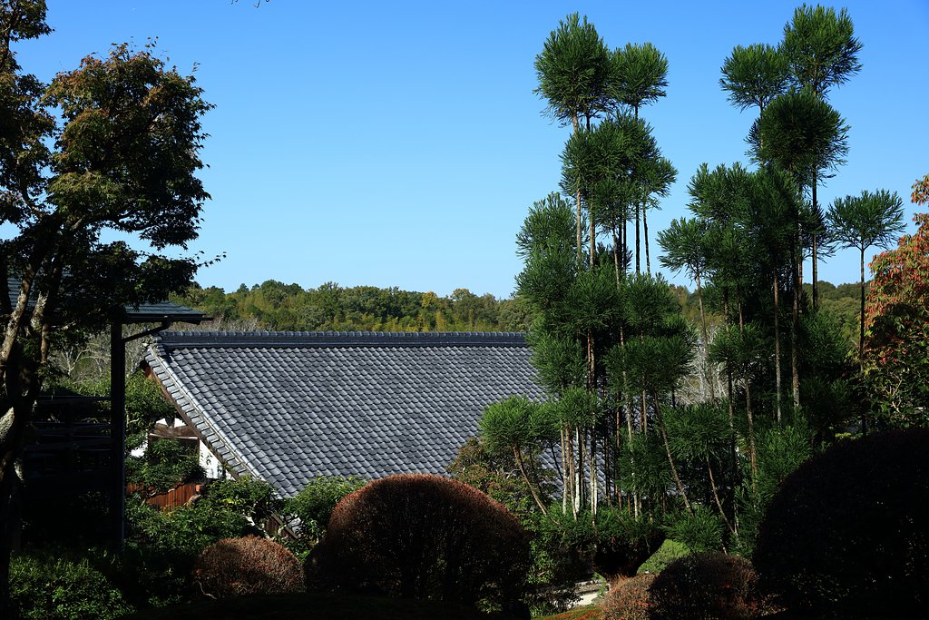 陣屋の台杉