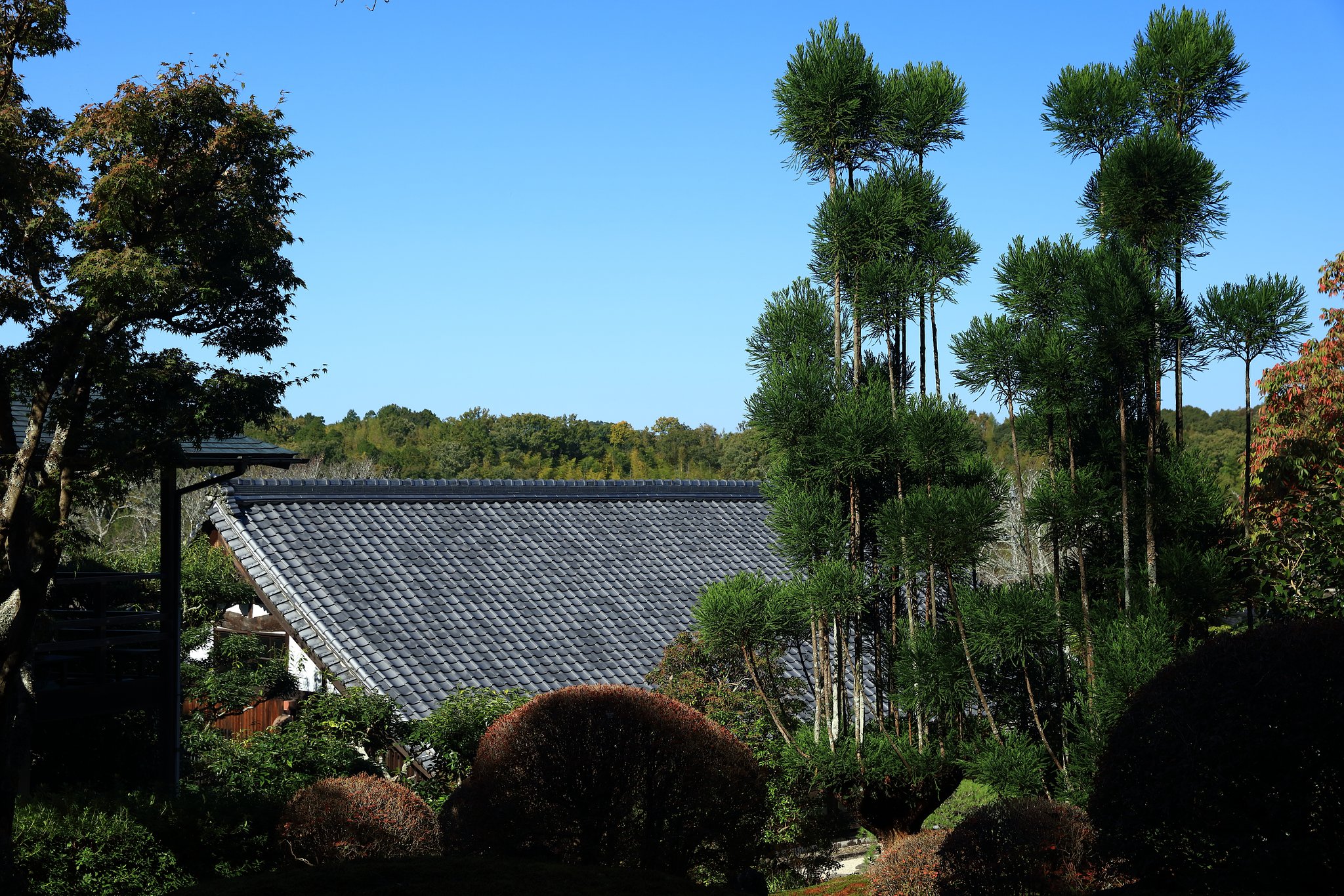 陣屋の台杉