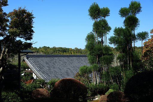 陣屋の台杉