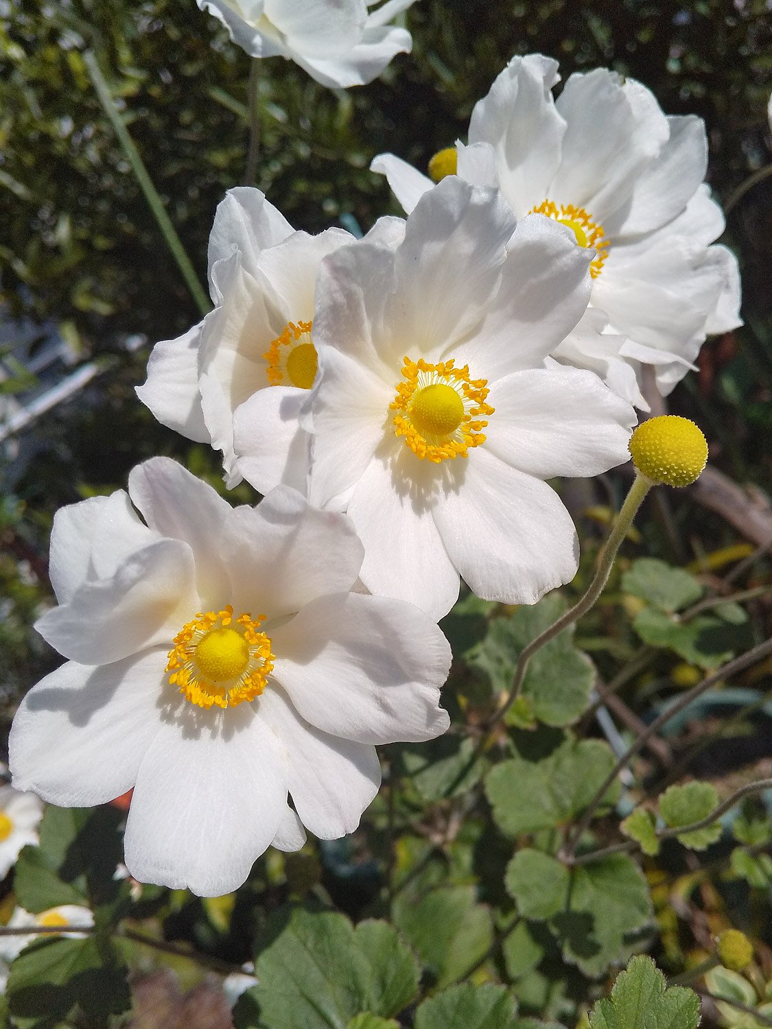 【冬が来る前に】秋明菊
