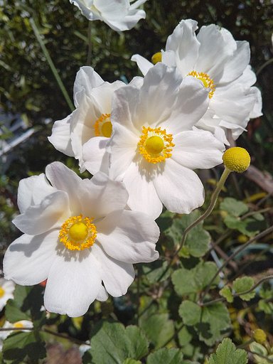 【冬が来る前に】秋明菊