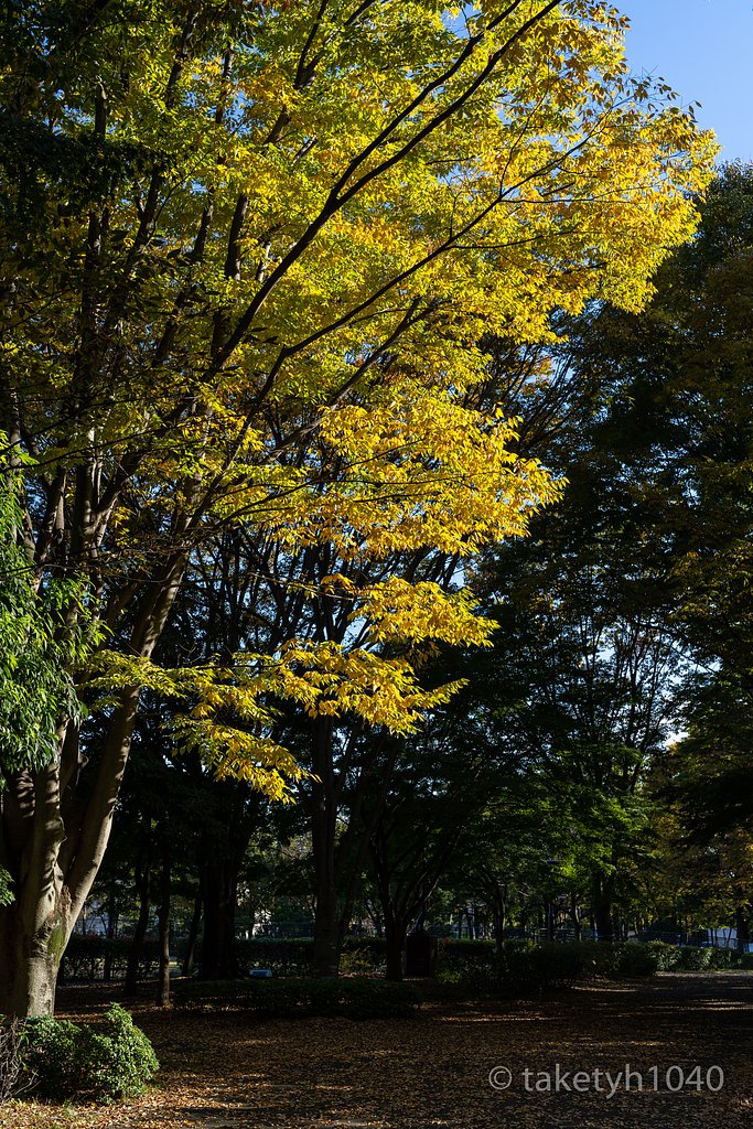 紅葉が来た