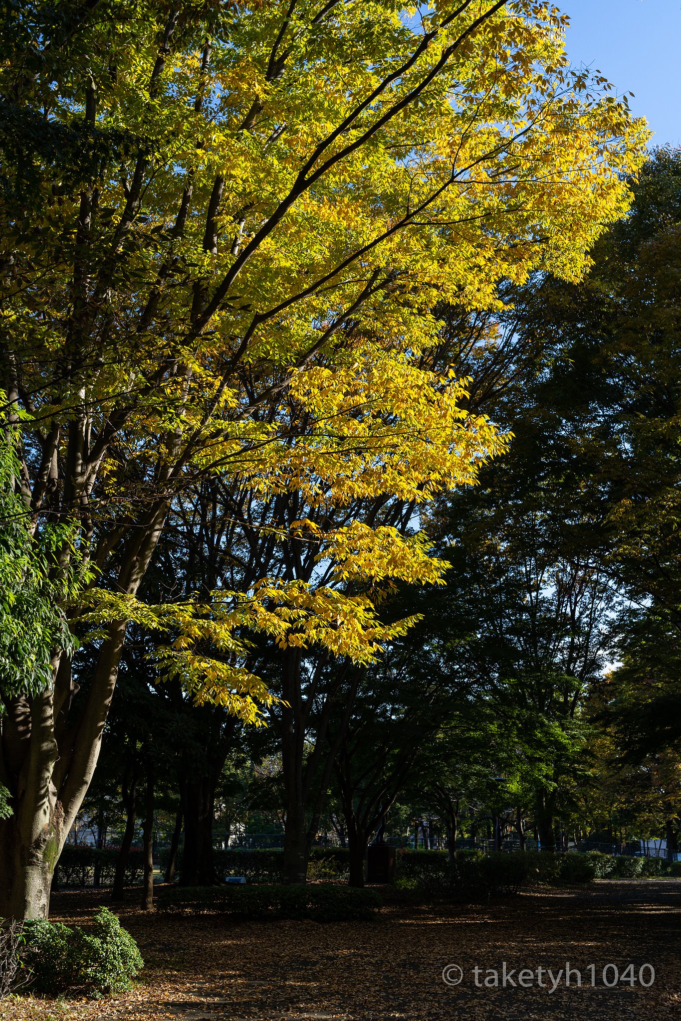 紅葉が来た