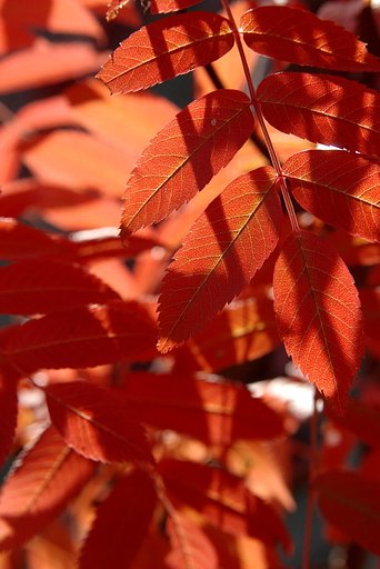 今年の紅葉は