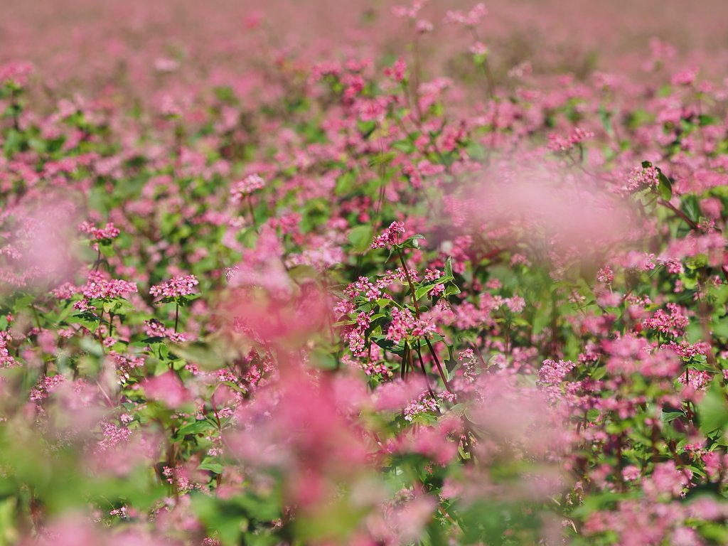 赤ソバ◎VARIO ELMARIT50-200mm/F2.8-4