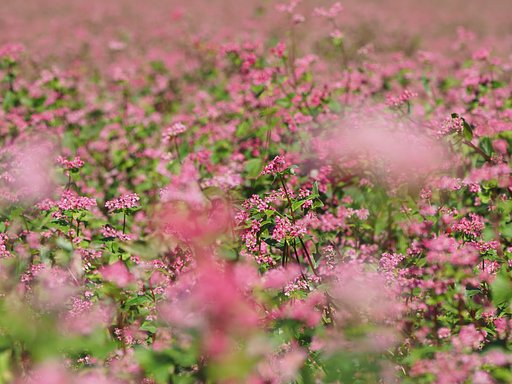 赤ソバ◎VARIO ELMARIT50-200mm/F2.8-4
