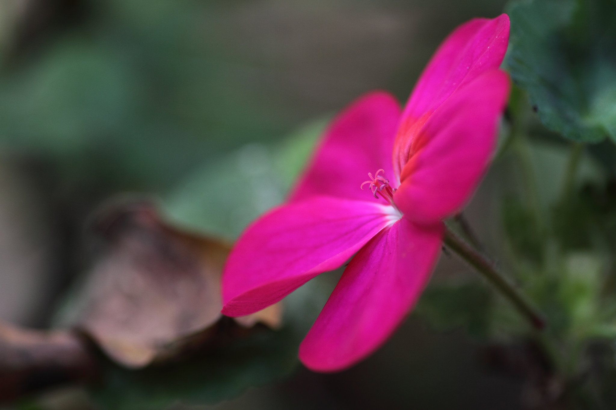 Tamron 90mm f2.8 macro 172E