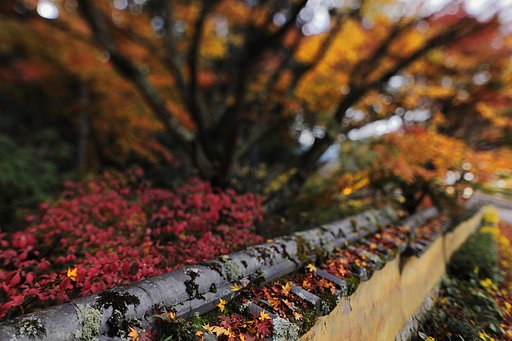 松平郷の紅葉