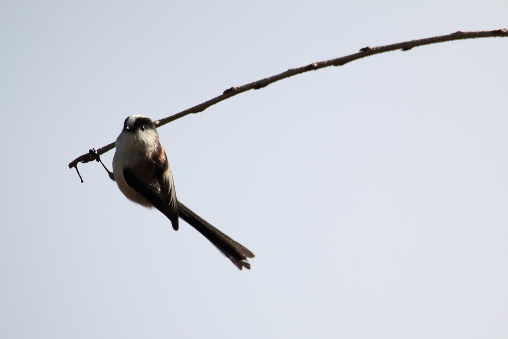 野鳥ポートレート・風のエナガ
