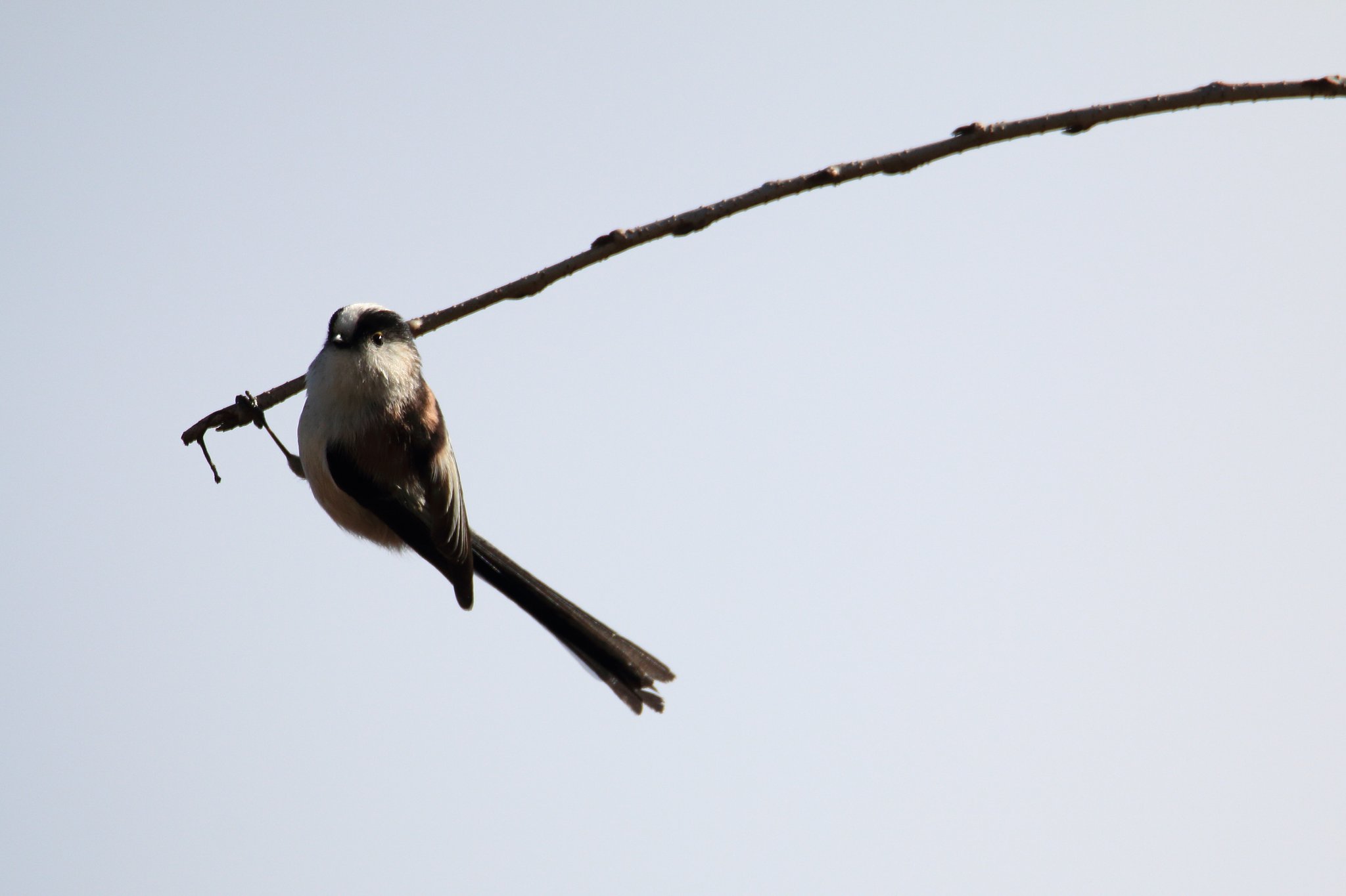野鳥ポートレート・風のエナガ