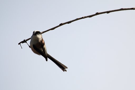 野鳥ポートレート・風のエナガ