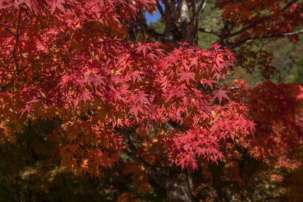 もみじ湖にて