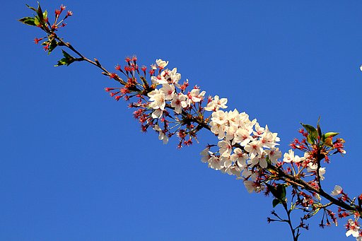 Canon EF100-300mmF5.6L
