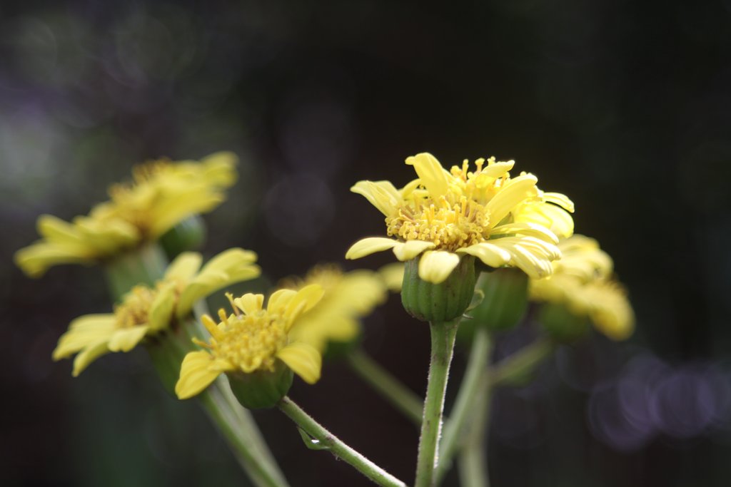 Tamron 90mm f2.8 macro 172E