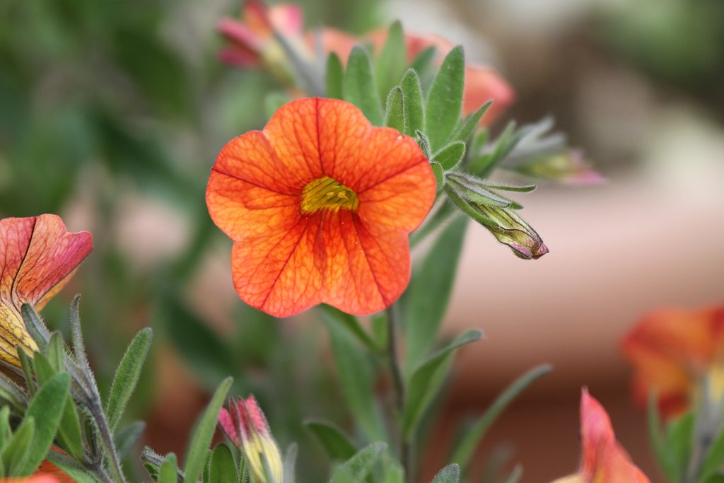 Canon EF100mmF2.8 macro