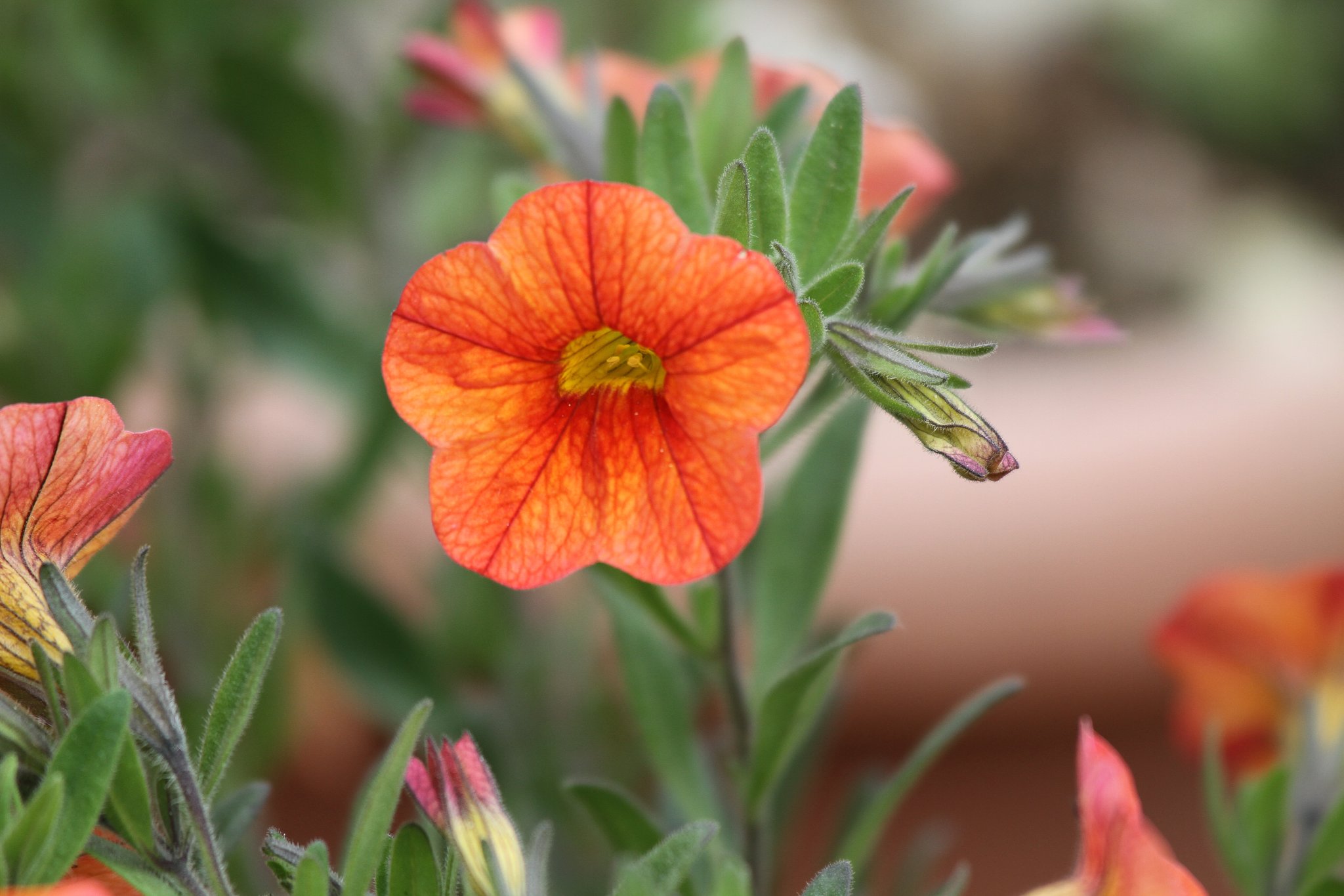 Canon EF100mmF2.8 macro