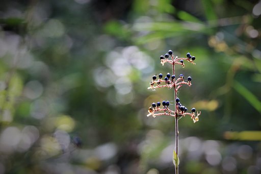 森の藍珠