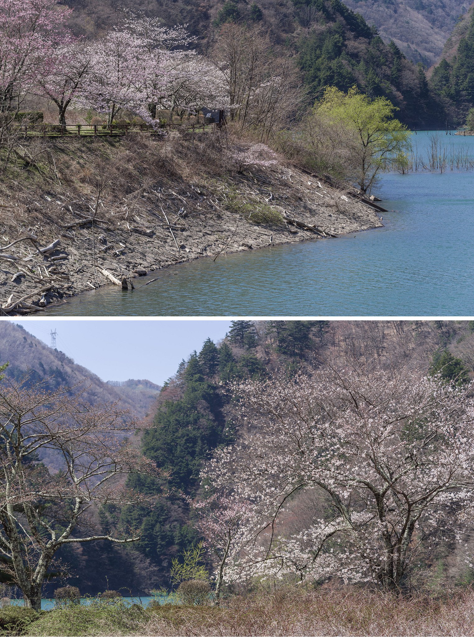 水殿ダムの春