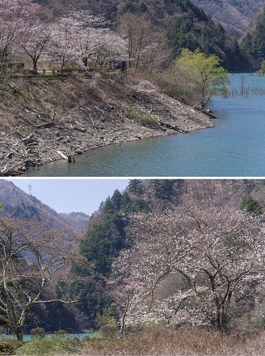 水殿ダムの春