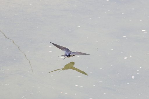 わが流法はツバメ返し？