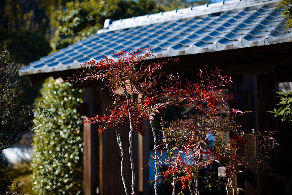 陣屋の南天