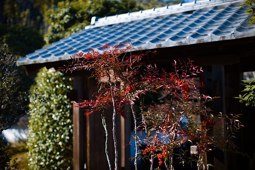 陣屋の南天