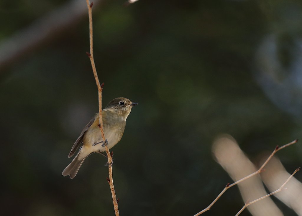 ルリビタキ♀
