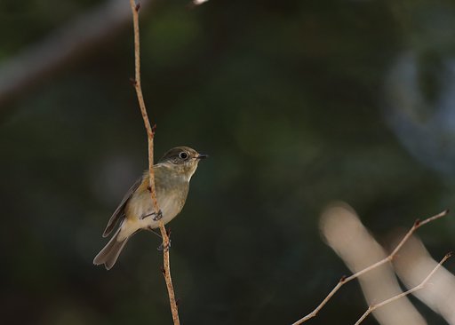 ルリビタキ♀