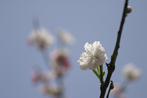 真っ盛り！-桃-