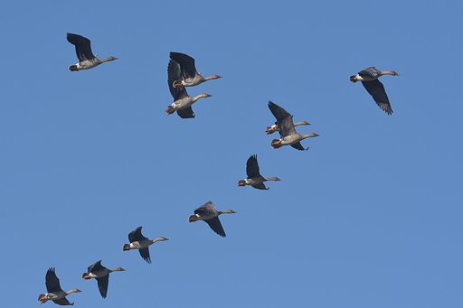 群れて飛ぶ
