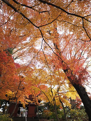 煌びやかな天幕