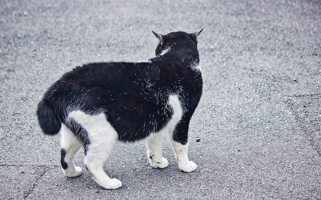 尾曲がり猫。