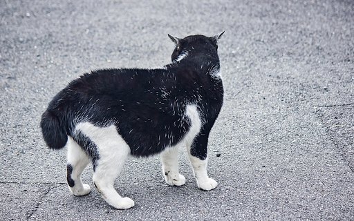 尾曲がり猫。