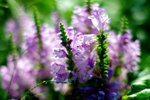 花虎の尾