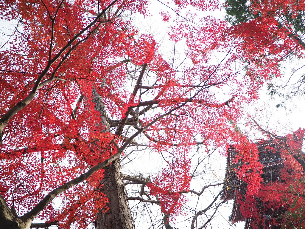 紅焔