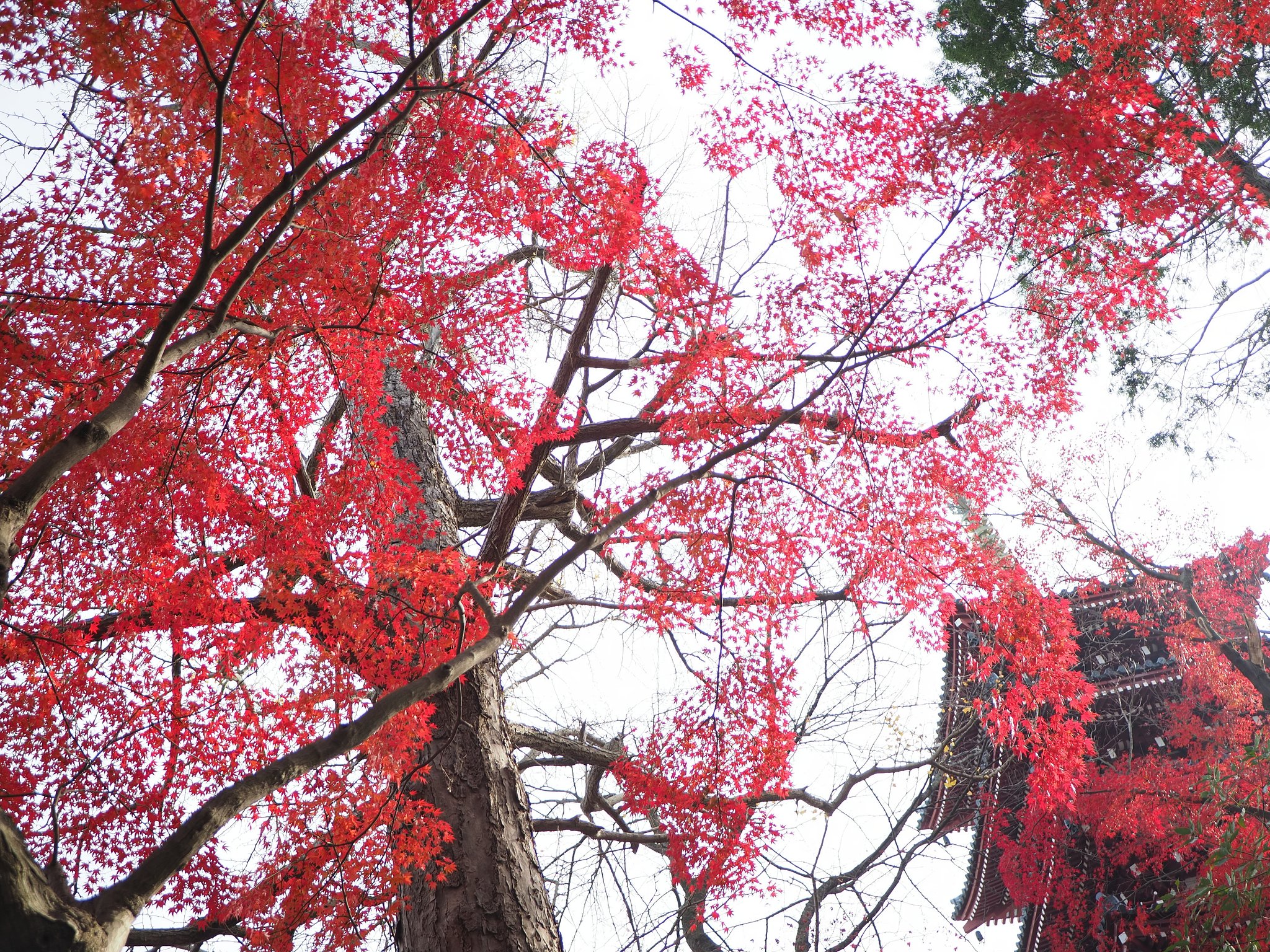 紅焔