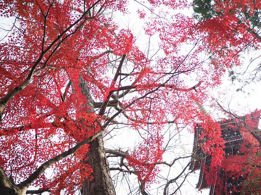 紅焔