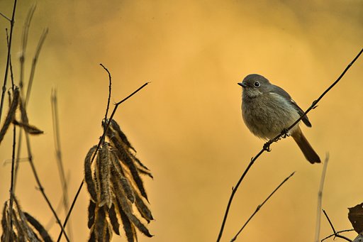 ポーレ♀