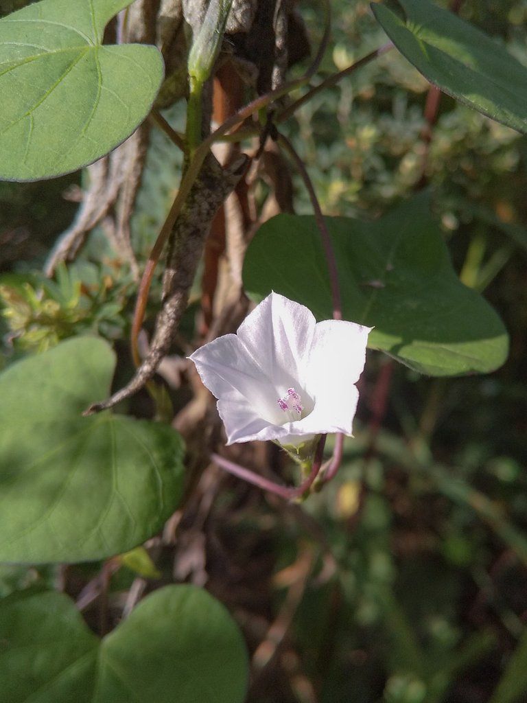 秋野原の朝顔（野草）
