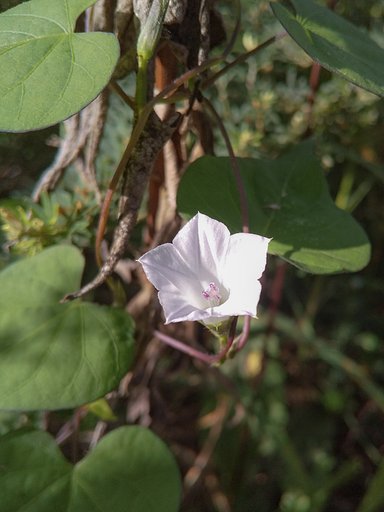 秋野原の朝顔（野草）