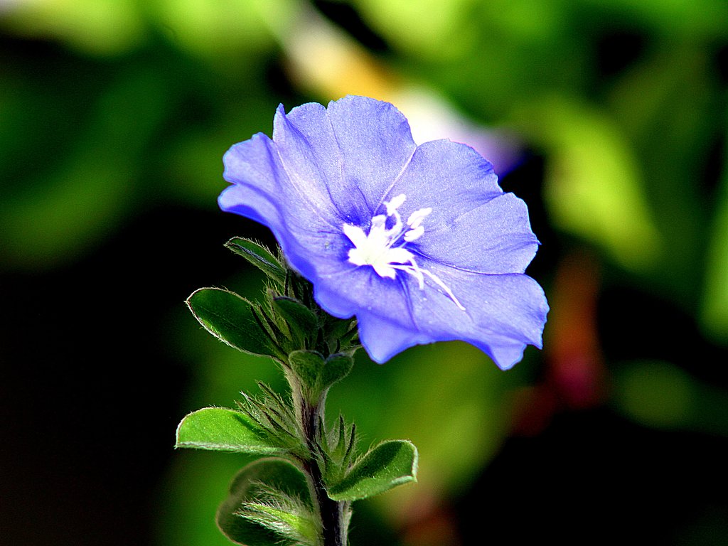 Canon EF75-300mm F4-5.6 Ⅲ　ＵＳＭ+EF25