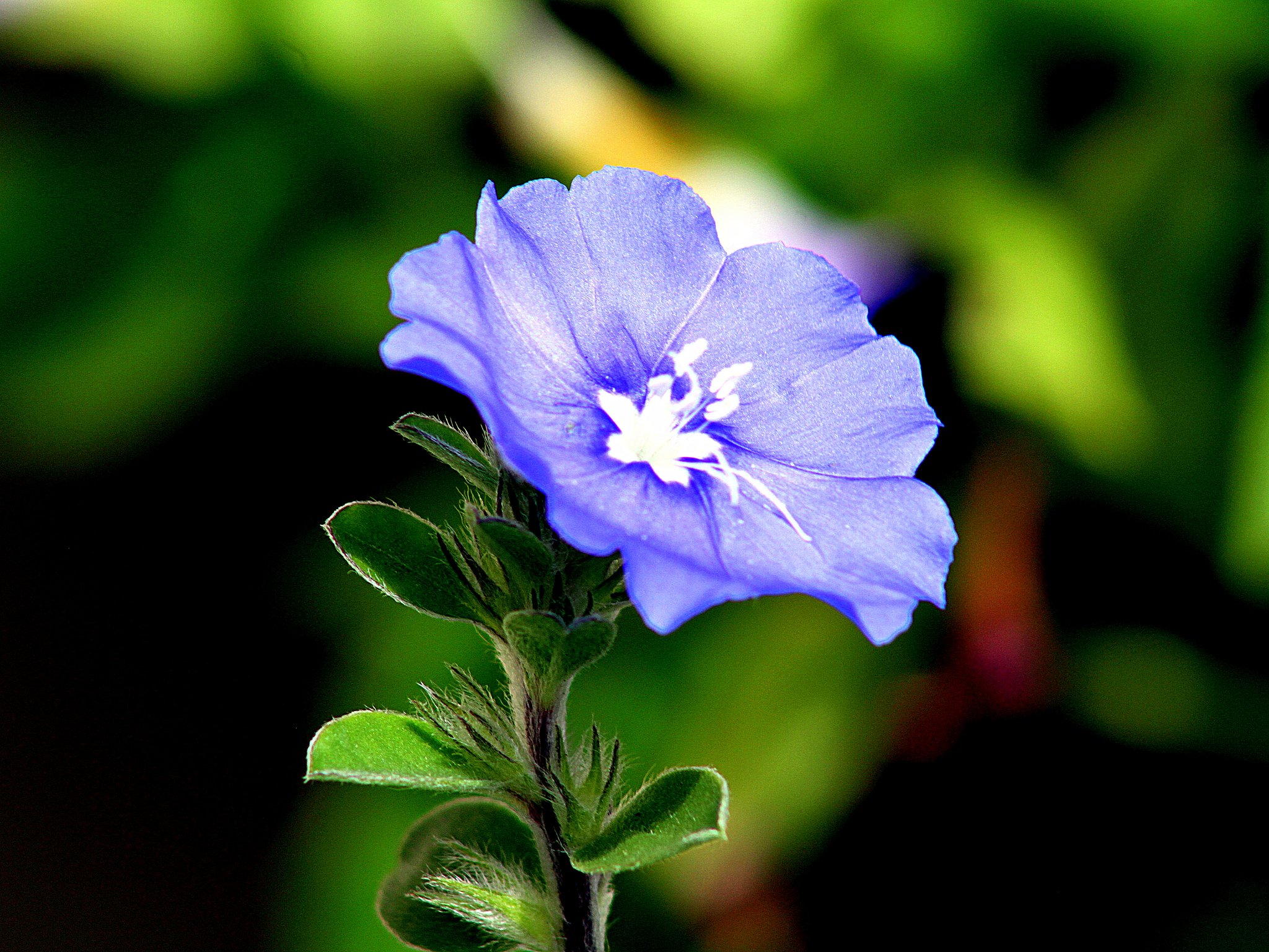 Canon EF75-300mm F4-5.6 Ⅲ　ＵＳＭ+EF25