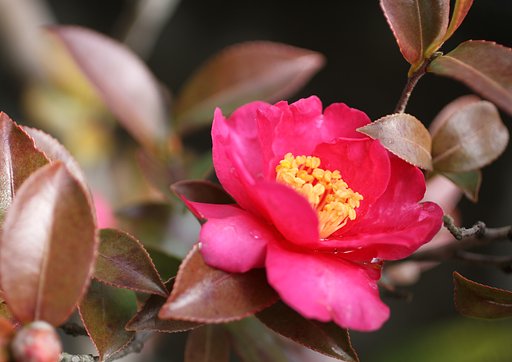 Canon  EF-50 F2.5 ConpactMacro