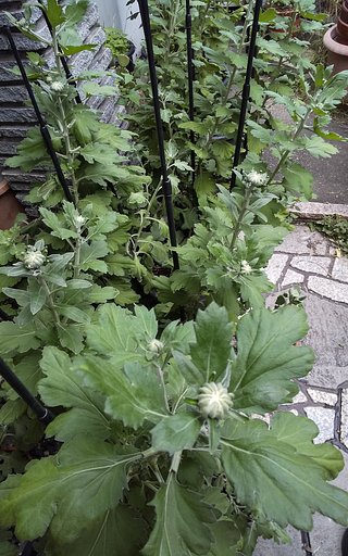 今年の大輪菊達