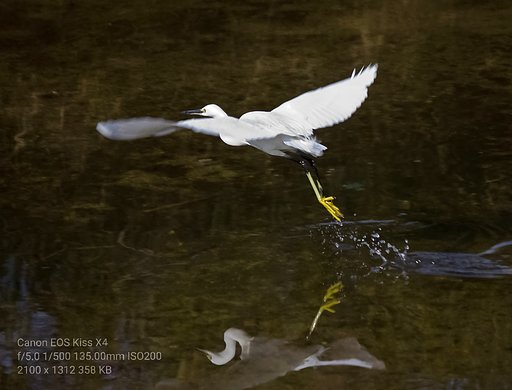【1月に】飛び立つコサギ