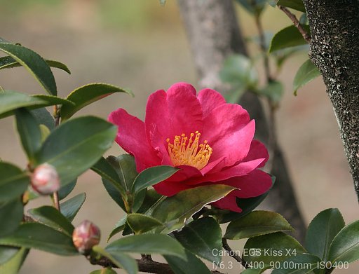 【1月に】優しく咲く山茶花
