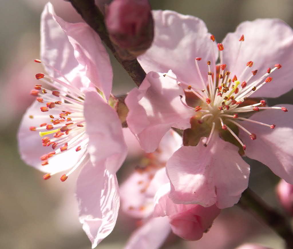 先生の誕生花