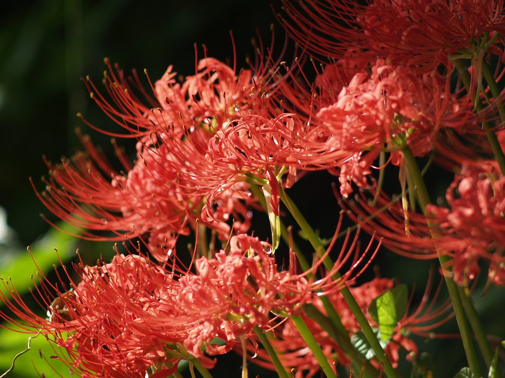 曼珠沙華（彼岸花）