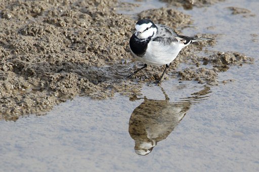 野鳥でフォトコン
